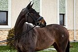 МЕРИН В КОНКУР