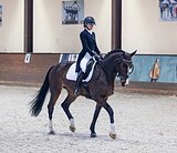 Вестфальская кобыла | ППЮ