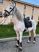 ШИКАРНЫЙ АНДАЛУЗ 