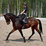 KWPN НА ЮНОШЕЙ