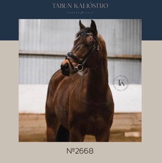 шайр белый. римская порода лошадей. лузитано красивые. лошади породы тайгер. ирландия лошадь 1928.