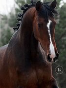 МЕРИН 7 ЛЕТ 169 СМ В ХОЛКЕ 