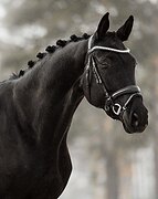 Шикарная кобыла в выездку