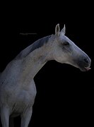 Голштинский мерин