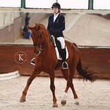 ВЕСТФАЛЬСКИЙ МЕРИН НА СП1 