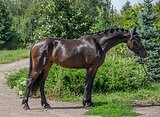 Кросс-фриз