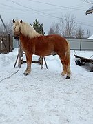 Жеребец 