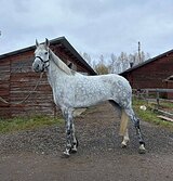 Кобыла в любую дисциплину