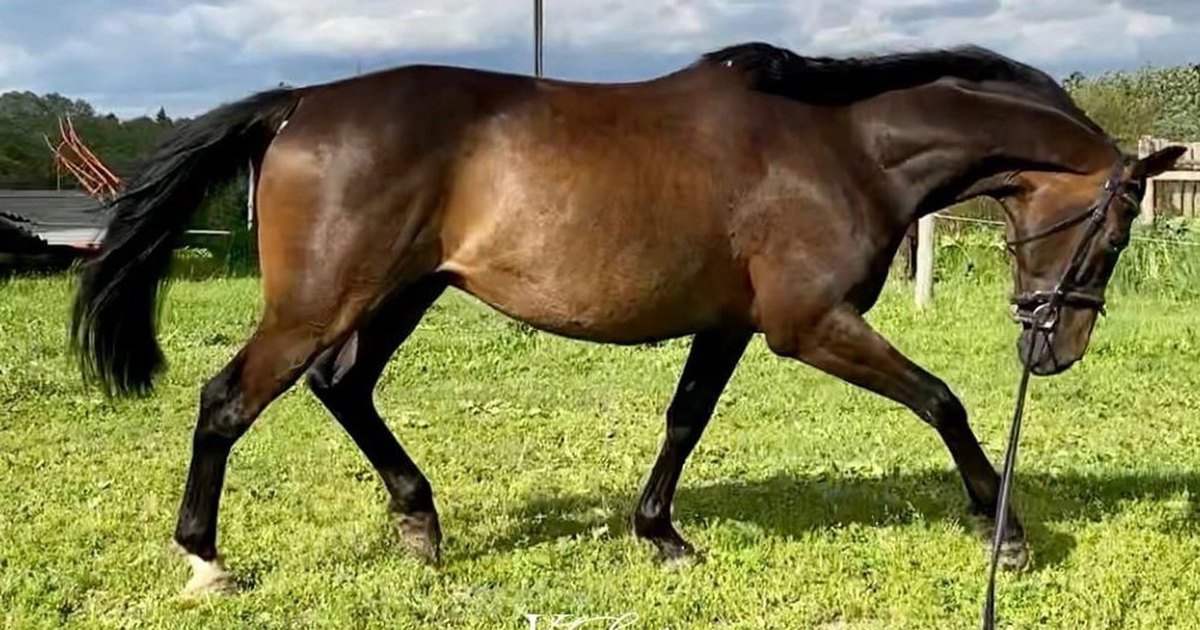 золотисто-гнедой буденновский жеребец. тракененская лошадь mojo. всадник с лошадью. будёновские кобылы. спортивные лошади.