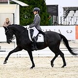 ВОРОНАЯ KWPN КОБЫЛА 11 ЛЕТ