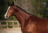 Консорт (Contender, Ramiro Z)