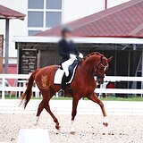 Импортный мерин / выездка