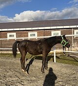 Charko *2025/ Chacco Blue 