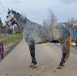 КОБЫЛА В КОНКУР