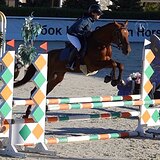 БУДЕННОВСКИЙ ЖЕРЕБЕЦ 4 ГОДА