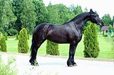 Фризкая кобыла 