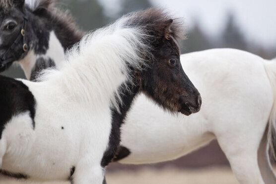 жеребцы без хвоста. купил лошадь без хвоста. купил лошадь без хвоста. шиворот-навыворот. ваня ваня простота купил лошадь без хвоста.