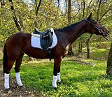 Ганноверская кобыла