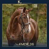 7-летняя кобыла в выездку