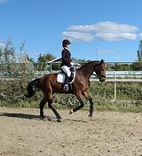 Лошадь в аренду