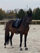 Универсальный мерин