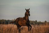 Тракененский жеребчик