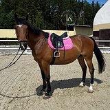 МЕРИН В СЕМЬЮ И ПОД ДЕТЕЙ