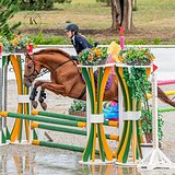 БУДЕННОВСКИЙ ЖЕРЕБЕЦ 5 ЛЕТ