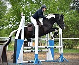 Конкурный мерин 