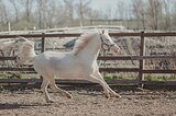 Уэльская кобыла