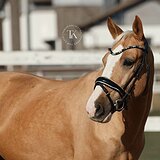 СОЛОВЫЙ ПОНИ 7 ЛЕТ