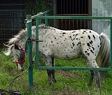 Аппалуза пони жеребец