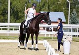 КОБЫЛА В ВЫЕЗДКУ