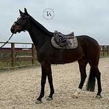 ГАННОВЕРСКИЙ МЕРИН 3 ГОДА