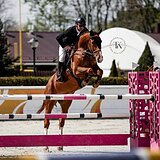 МЕРИН KWPN 178 СМ В ХОЛКЕ 