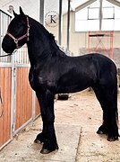 ФРИЗСКИЙ ЖЕРЕБЕЦ 4 ГОДА 