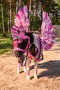 Шетлендская кобыла