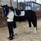 KWPN КОБЫЛА 170 СМ В ХОЛКЕ