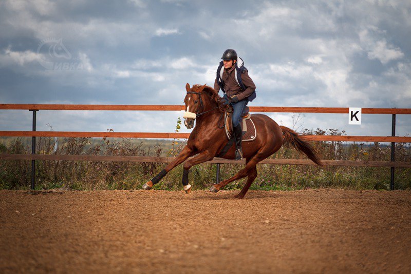 http://horse-way.ru/