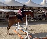 Скоростная лошадь победите