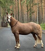 Пони в спорт/выездка/конкур