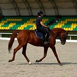 БУДЕННОВСКИЙ ЖЕРЕБЕЦ 4 ГОДА