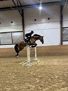 Жеребец 2018 ганновер