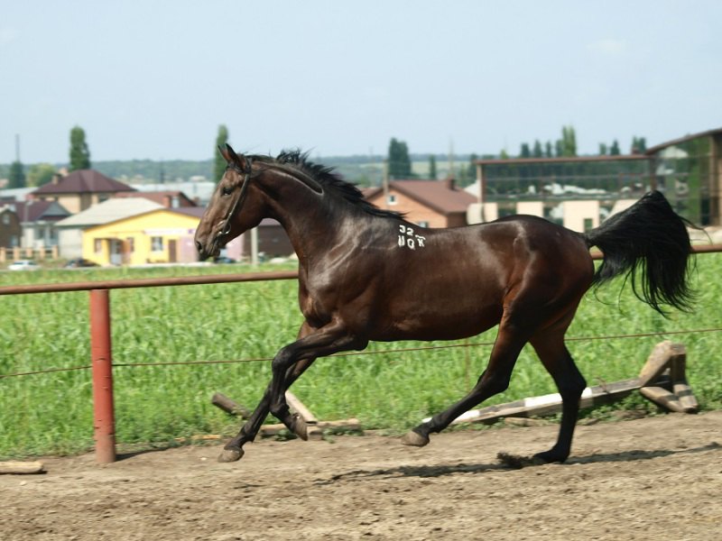 Жеребец 2010 г.р., 170 см в/х