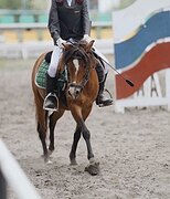 ПОНИ В КОНКУР