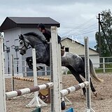 ЧЕСТНЫЙ МЕРИН В КОНКУР
