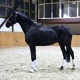 МЕРИН 4 ГОДА 183 СМ В ХОЛКЕ 