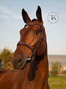 МЕРИН 190 СМ В ХОЛКЕ 5 ЛЕТ