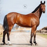 ПЕРСПЕКТИВНАЯ КОБЫЛА