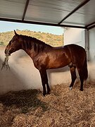 Андалуз из испании